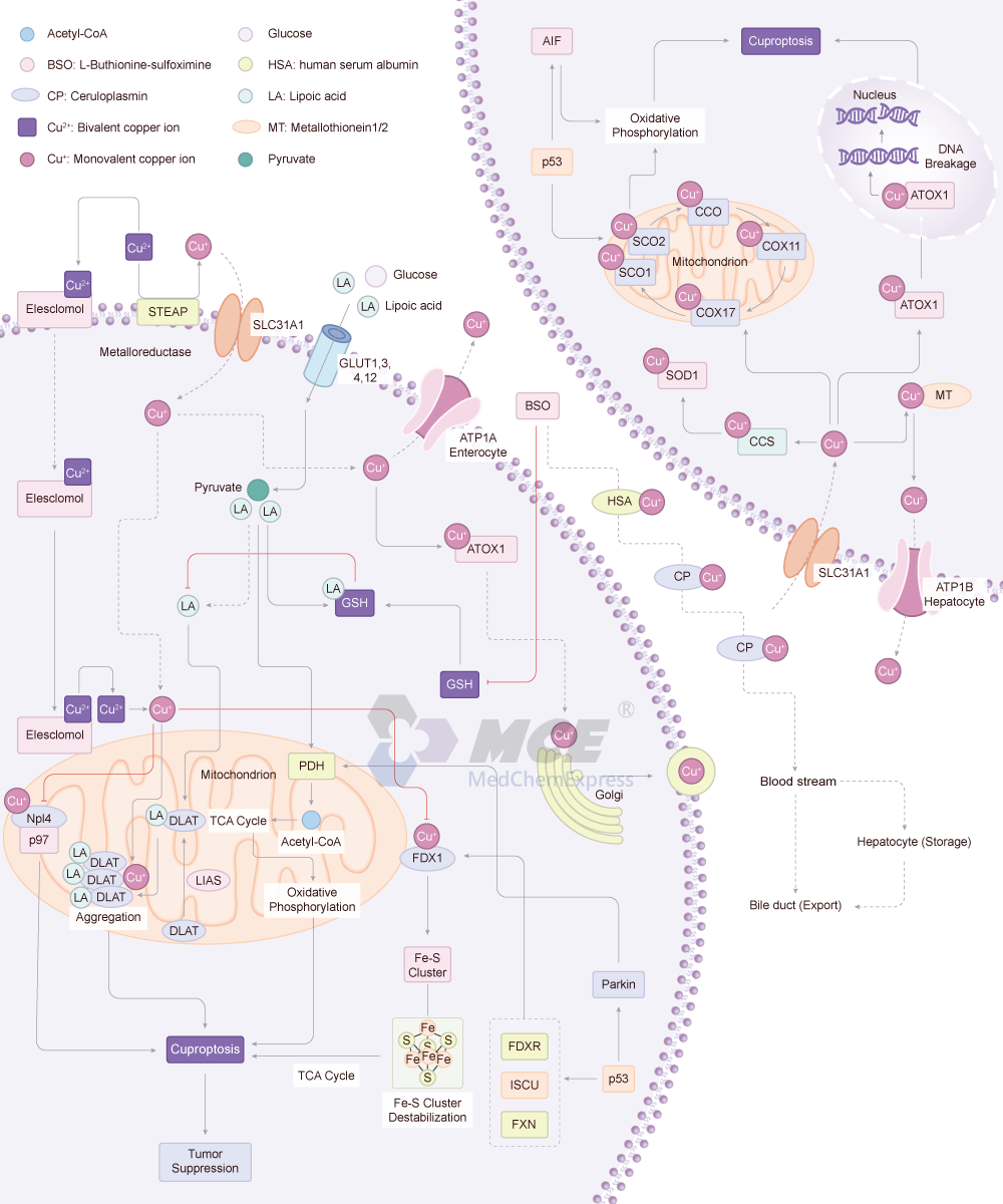 Cuproptosis Signaling Pathway Map (png)