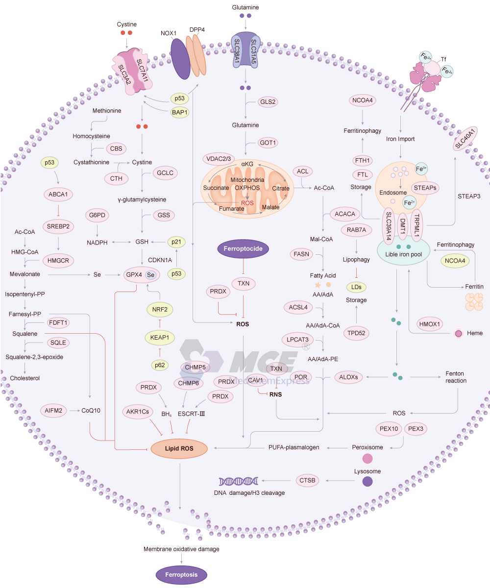 Ferroptosis Signaling Pathway Map (png)