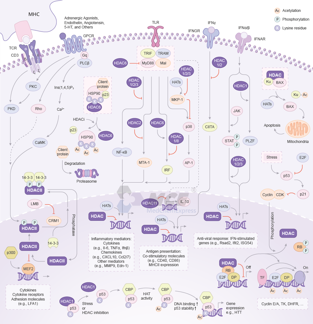 HDAC Signaling Pathway Map (png)