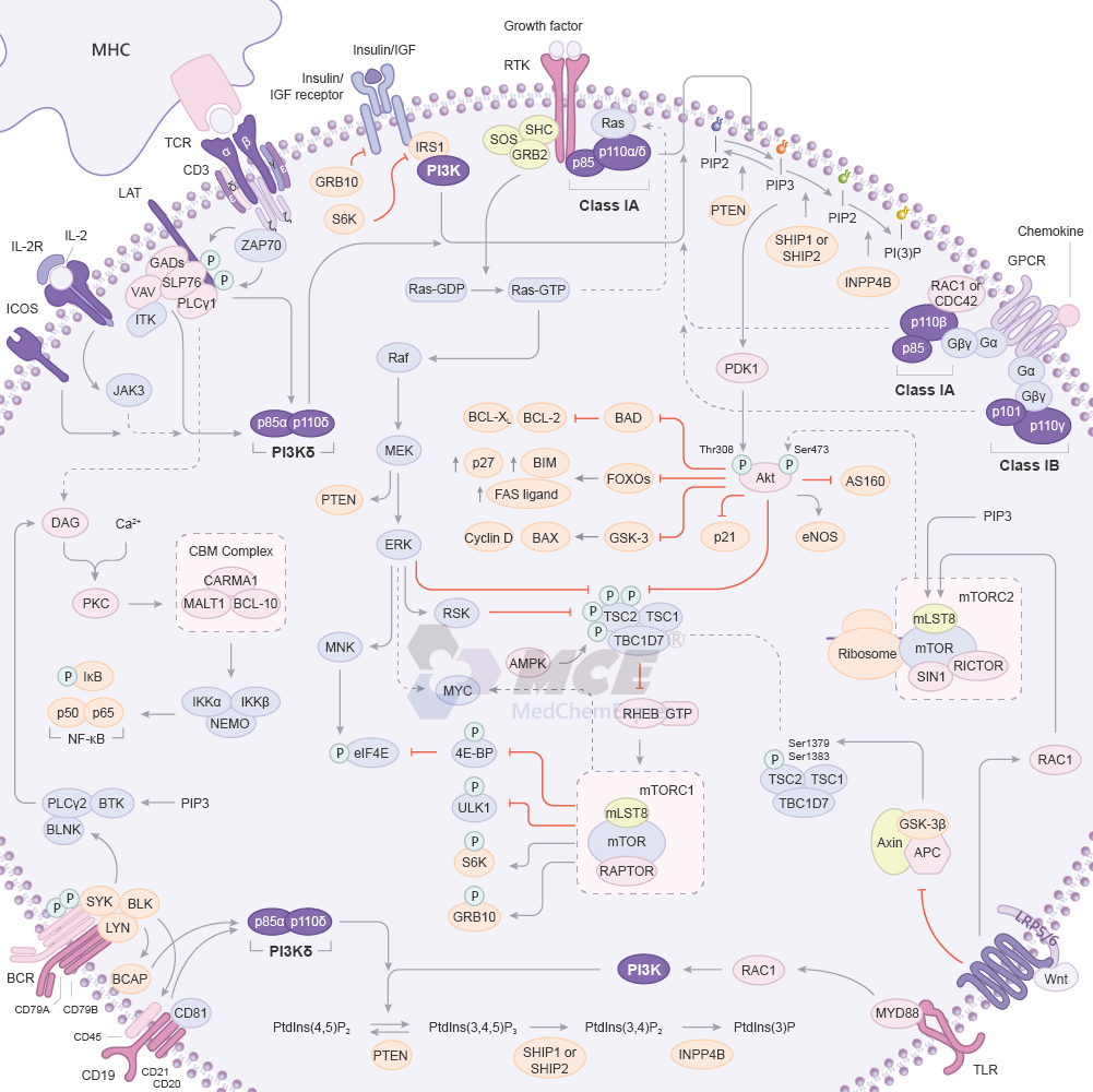 PI3K Signaling Pathway Map (png)