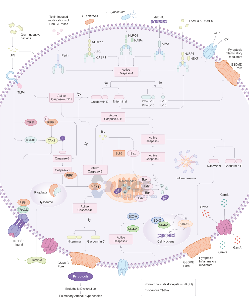 Pyroptosis Signaling Pathway | MedChemExpress