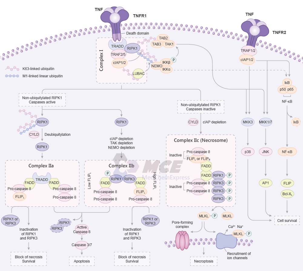 TNF Receptor Signaling Pathway Map (png)