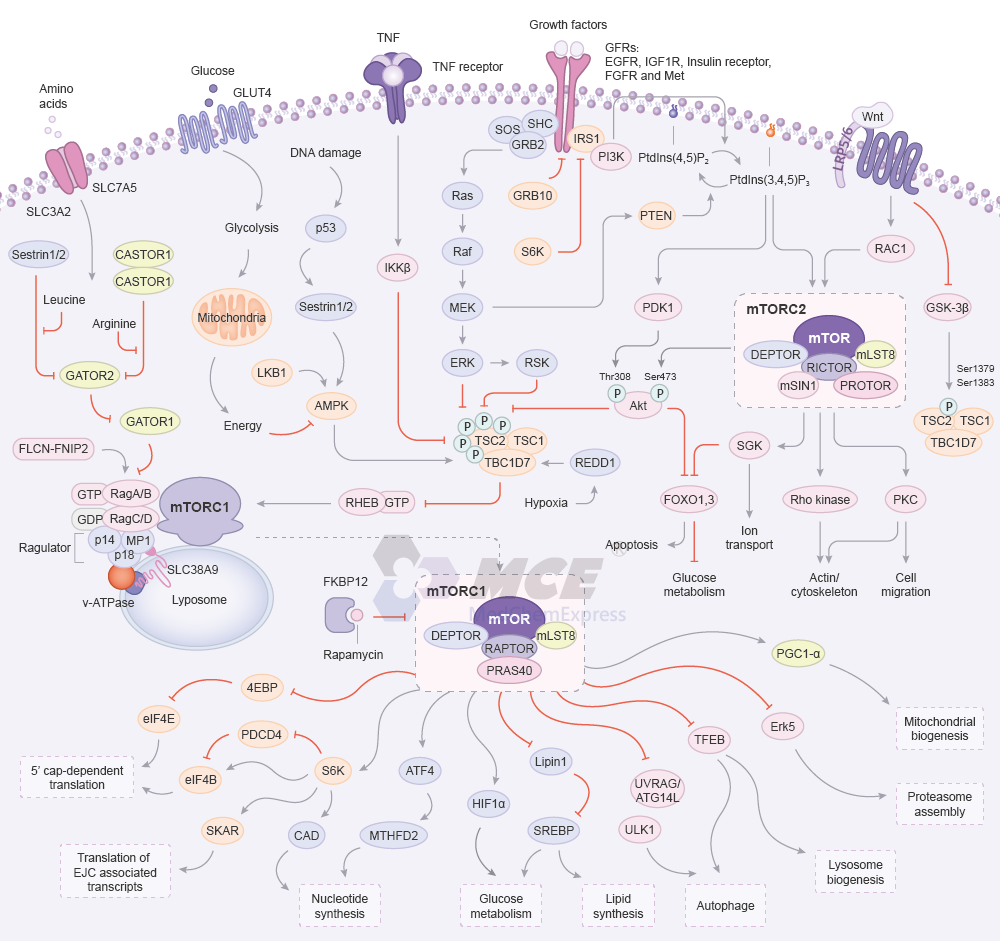 mTOR Signaling Pathway Map (png)