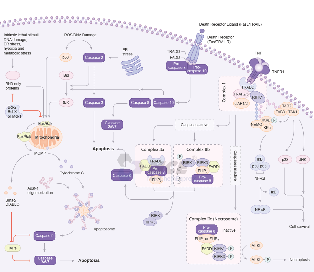 Apoptosis Signaling Pathway Map (png)