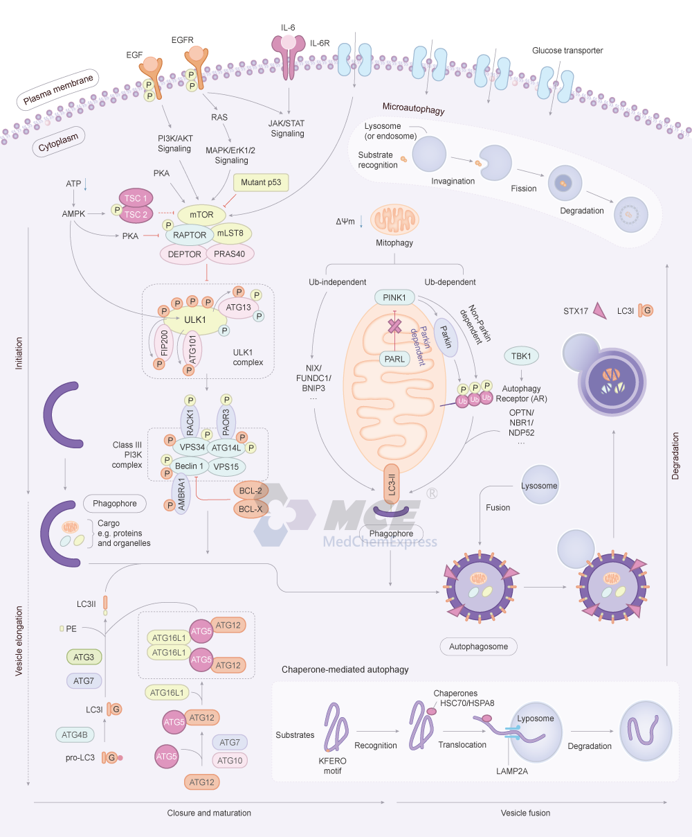 Autophagy Signaling Pathway Map (png)